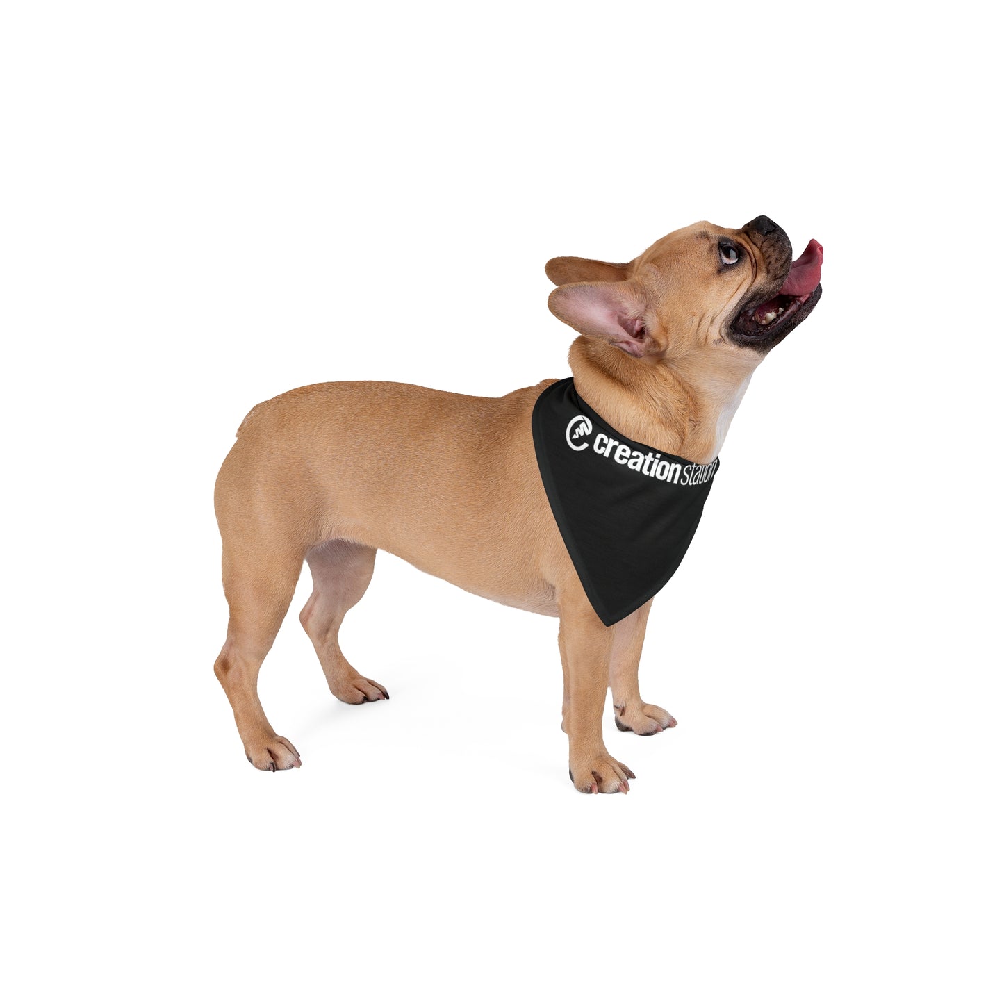 Copy of Pet Bandana